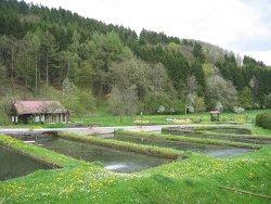 files/Bilder/Rechte Bilder Home/Forellenhof Blankenheim Weier.jpg files/Bilder/Rechte Bilder Home/Forellenhof Blankenheim Weier.jpg